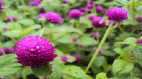 Beauté des fleurs de cent jours