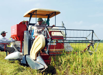 Harvest season in Thuy Huong