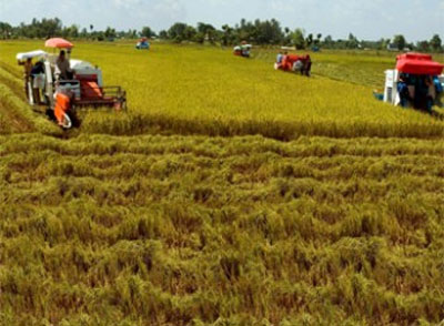 Đồng bằng sông Cửu Long Đầu tư nông nghiệp còn bỏ ngỏ