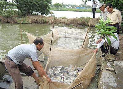 Cựu chiến binh Vũ Xuân Hương làm kinh tế giỏi