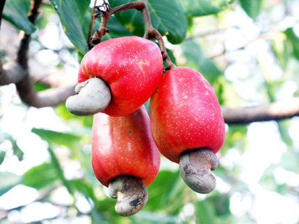 Vietnam likely to export 163,000 tonnes of cashew nuts in 2011
