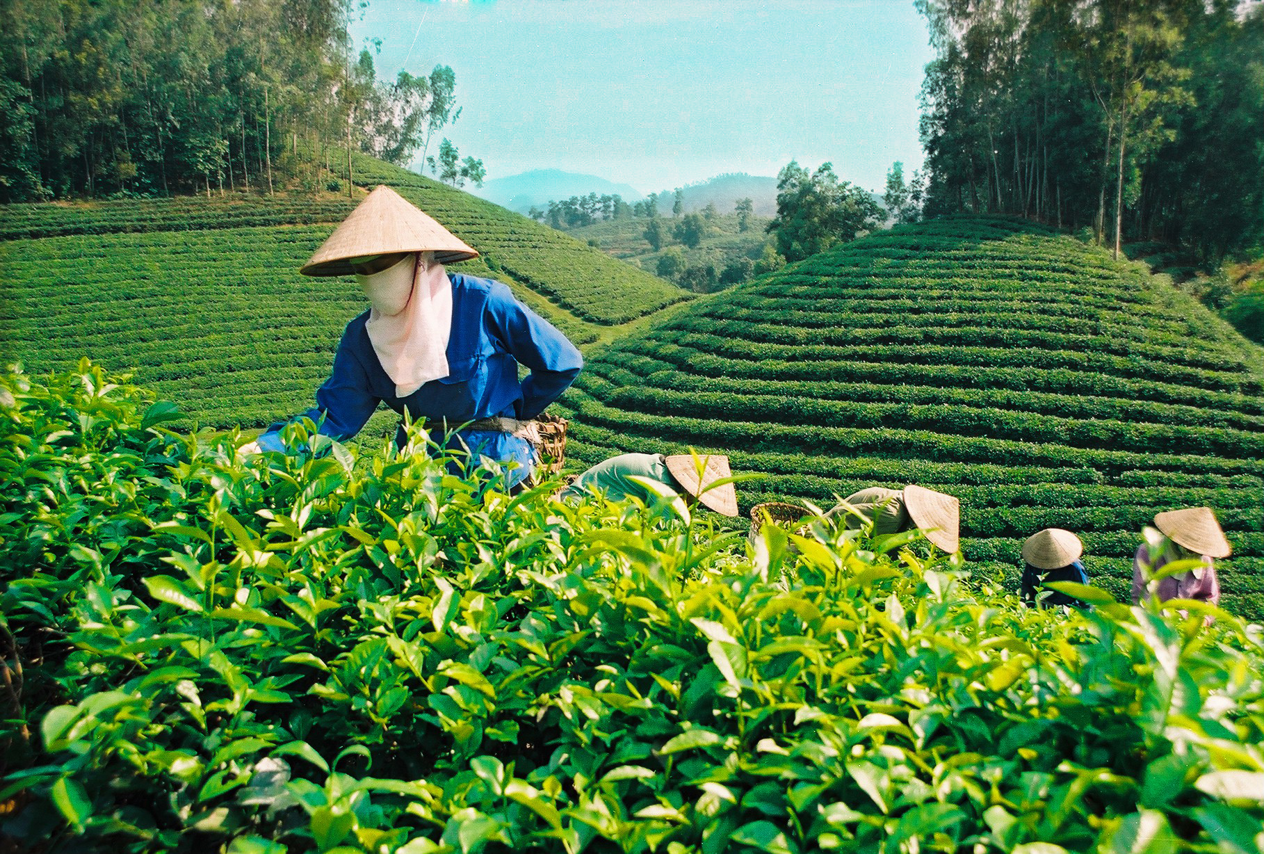 First International Tea Festival in Thai Nguyen