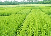 Country to keep 3 8 million hectares of rice cultivation land