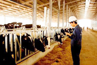 Vietnam opens market for Canadian live breeding cattle, sheep and goat