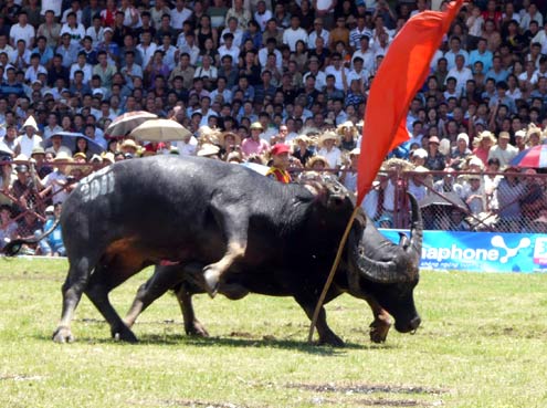 Buffalo fight in Haiphong