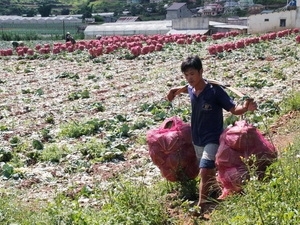 耕地使用税减免制将从10月1日起生效