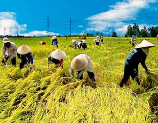 Pilot agricultural insurance to take effect from early October