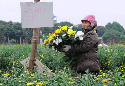 Hưng Yên mùa hoa Tết
