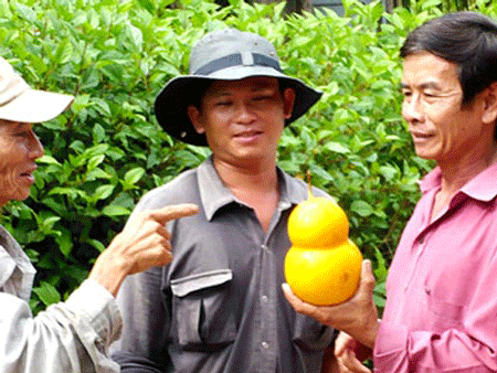 Des fruits du Têt très originaux