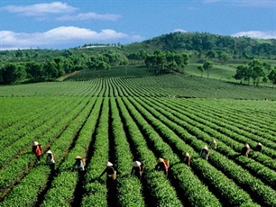Tea to brew up high profits in 2012