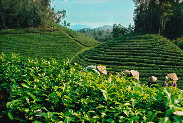 Exports of agricultural products continue to be stable in 2012