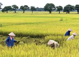 Thu hồi đất và bài toán giải quyết việc làm cho nông dân