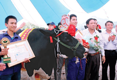 2012 dairy cow beauty contest