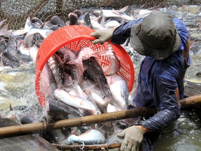 Nine-month tra fish volume rises 4 2 percent
