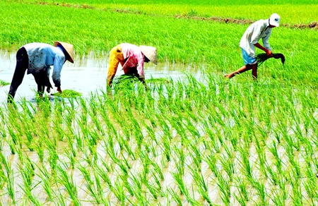 Vietnam, DPRK strengthen agriculture cooperation