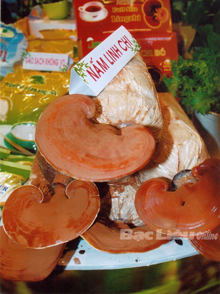 Nguyễn Như Thuật thành công với mô hình nấm bào ngư và nấm linh chi