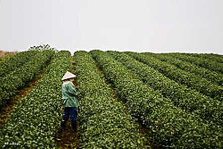 Nâng cao hiệu quả hoạt động của nông, lâm trường quốc doanh