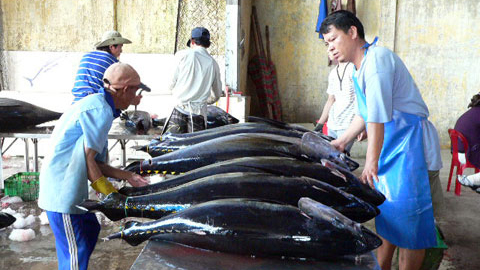 Nhân rộng các mô hình sản xuất, khai thác trên biển