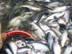 Ngân hàng Nhà nước phản hồi về thông tin liên quan đến cho vay sản xuất cá tra
