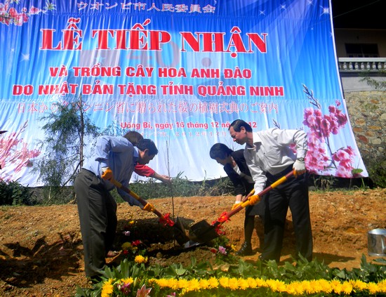Quang Ninh province plants 140 cherry trees from Japanese experts