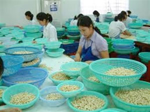 Cashew export targets USD4 billion by 2015