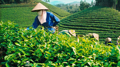 Developing high-quality tea for export