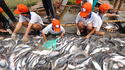 Tra fish recognised by Sweden and Denmark