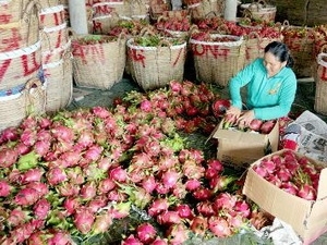 Online seminar held to increase trade with Egypt