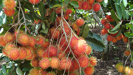 Mekong Delta rambutan exported to US