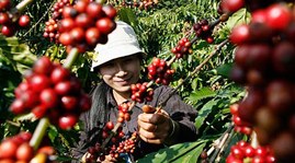Coffee exports reach 1 56 million tonnes in 11 months