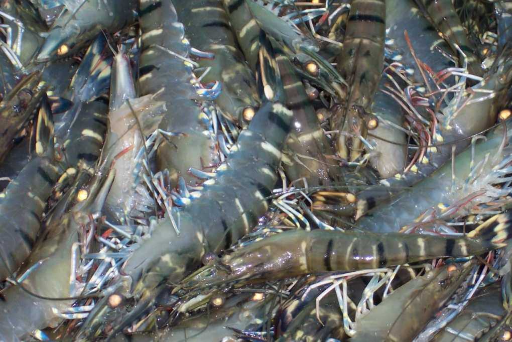 VND301 billion needed for aquaculture sector in 2013