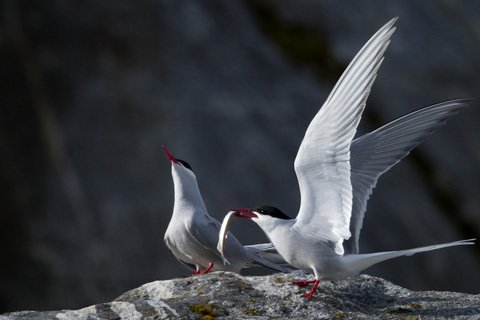 Les sternes de l’île de Hon Sam
