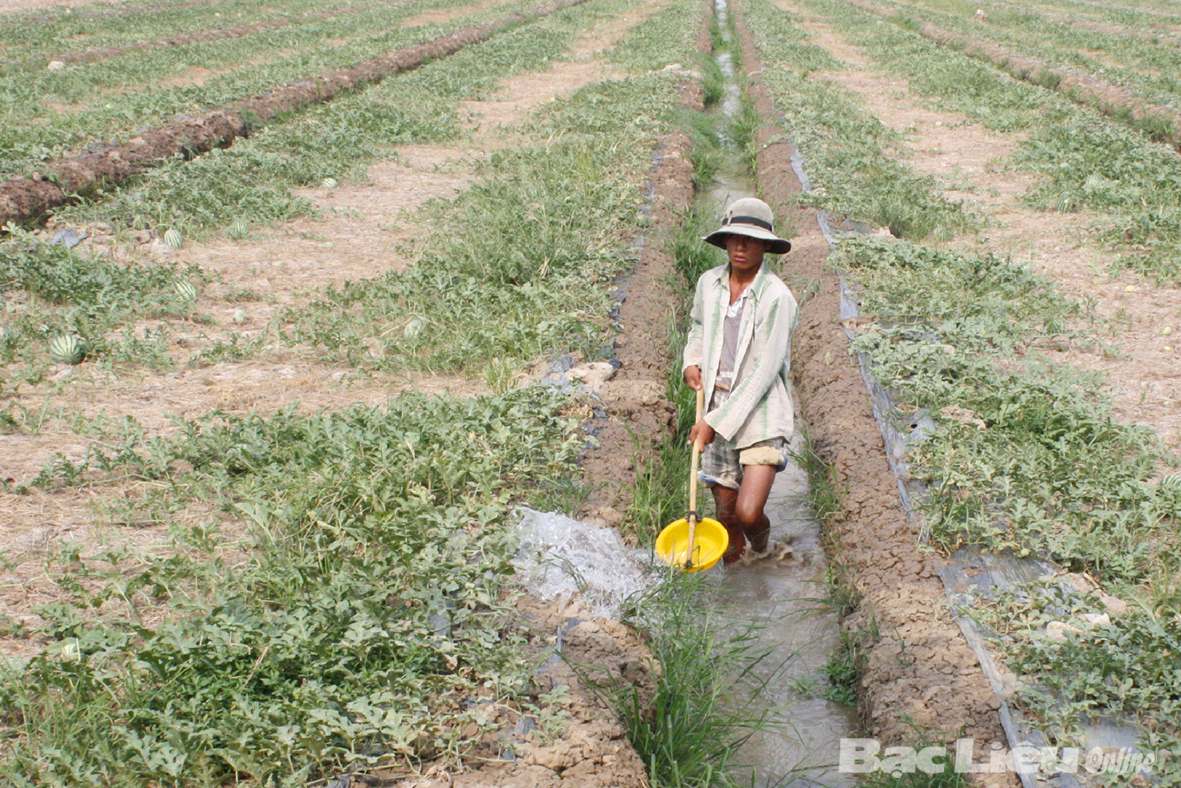 Hiệu quả kinh tế cao từ trồng màu