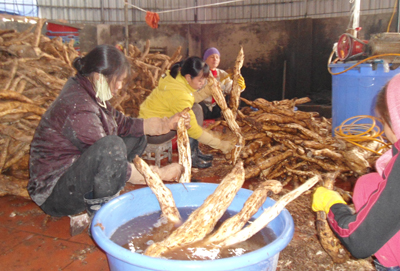 Hưng Yên Làm kinh tế hiệu quả từ nghề chế biến bột sắn dây