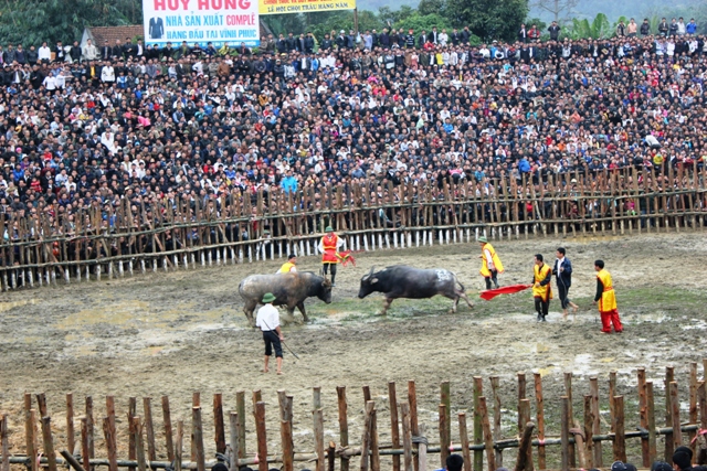 Hai Luu Buffalo Fighting Festival 2012 opens in Vinh Phuc