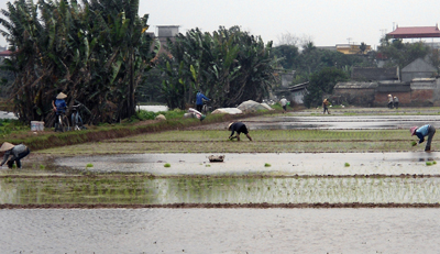 Hợp tác xã dịch vụ nông nghiệp xã Hưng Đạo Phát huy vai trò “bà đỡ” cho xã viên