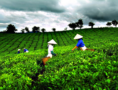Tea sector to boost exports