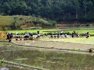 越南太原省定化隆东节正式开幕