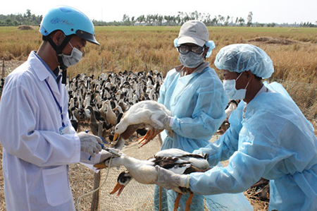 Tăng cường phòng, chống dịch cúm A H5N1