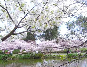Hanoi receives 500 cherry trees from Chukyo district Japan