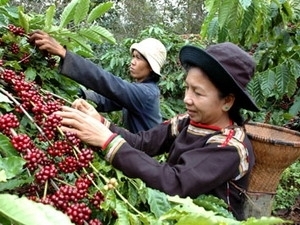 Coffee exports to hit USD 3 billion in 2012