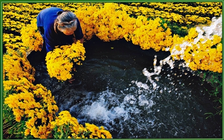 Les beaux moments du printemps à Hoi An