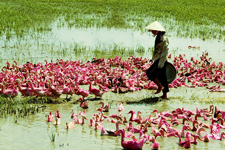 Cần tăng cường công tác phòng, chống dịch cúm gia cầm