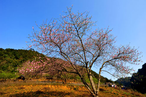 Peach flowers in Moc Chau at full bloom