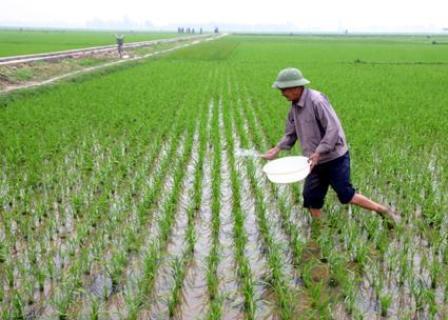 Vụ chiêm xuân 2012 Vĩnh Phúc phấn đấu gieo trồng 41 000 ha lúa và hoa màu
