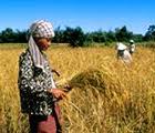 FAO record de production mondiale de riz prévue pour 2011-2012
