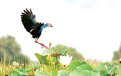 Tram Chim - nouveau site Ramsar