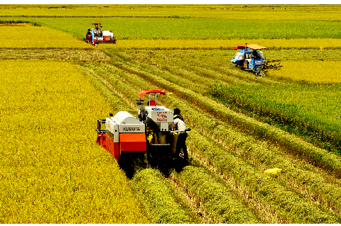 Rice harvesting on Mekong River Delta