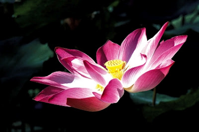 Vietnam National Flower project submitted to Prime Minister
