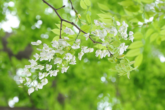Hà Nội mùa hoa sưa